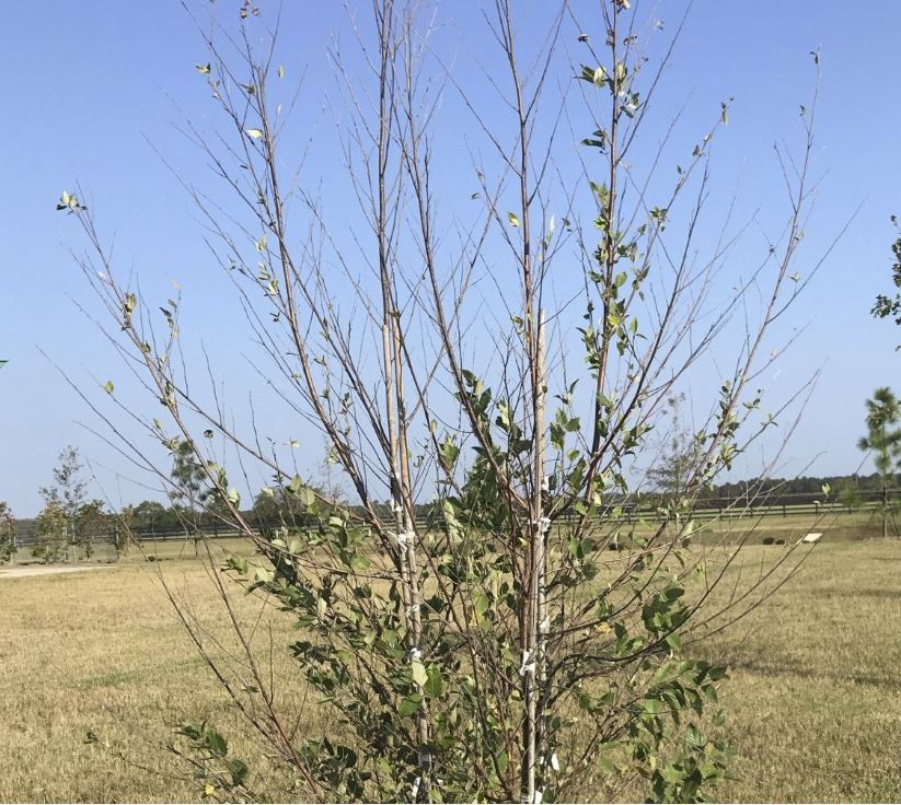 Young tree exhibiting sparse foliage and extensive branch dieback throughout its canopy, showing severe drought stress damage. The visible branch death and reduced leaf coverage demonstrate how prolonged water shortage weakens tree structure and threatens overall plant survival.