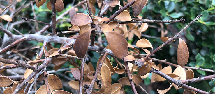 Evergreen foliage showing extensive brown discoloration and dying needles due to fungal pathogen attack on conifer branches. The widespread browning pattern indicates serious fungal infection requiring immediate treatment to prevent complete tree mortality.