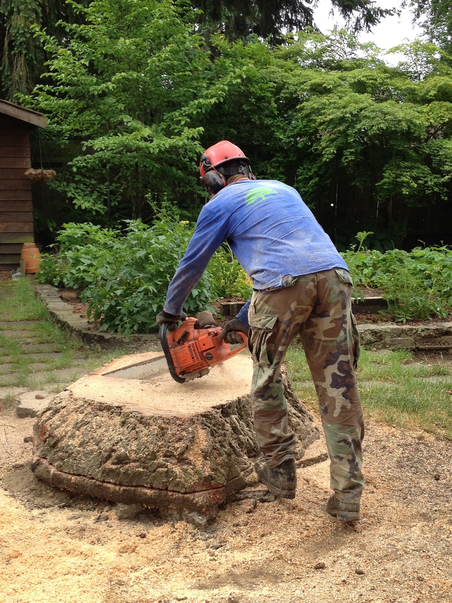 Stump Griding By Blooma Tree Experts