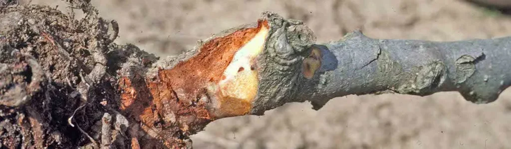 Severe root and crown decay at the base of an evergreen tree caused by Phytophthora pathogen, showing dark tissue deterioration. The visible rot damage at soil level demonstrates how this destructive fungal infection attacks the tree's foundation, threatening overall tree survival.