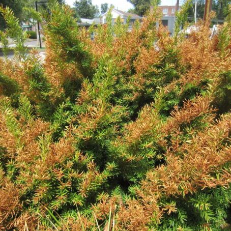 Drought Stress: Complete Guide to Recognition, Prevention & Management