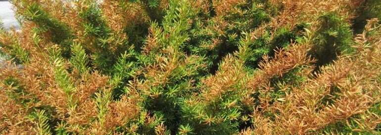 Drought Stress: Complete Guide to Recognition, Prevention &amp; Management