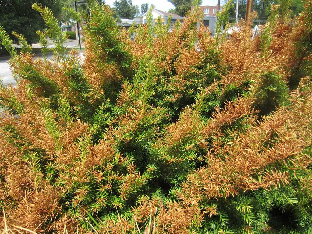 Evergreen shrub showing brown, dying needles and tip dieback across its branches, typical drought stress symptoms in coniferous plants. The widespread needle browning and branch tip death illustrate how water shortage specifically affects evergreen species' ability to maintain healthy foliage.