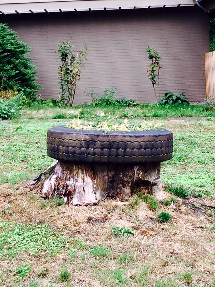 Clean, professionally ground tree stump cut flush to ground level by Blooma Tree Experts, showing quality stump grinding results.