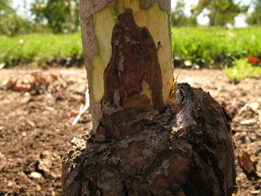 Damaged evergreen trunk displaying dark canker lesions and deteriorating bark tissue caused by Phytophthora root rot infection. The exposed necrotic areas at the tree's base reveal how this aggressive pathogen destroys vital cambium tissue, compromising the tree's structural integrity.