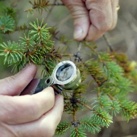 Evergreen Tree Diseases Treatment: Complete Guide to Diagnosis & Care