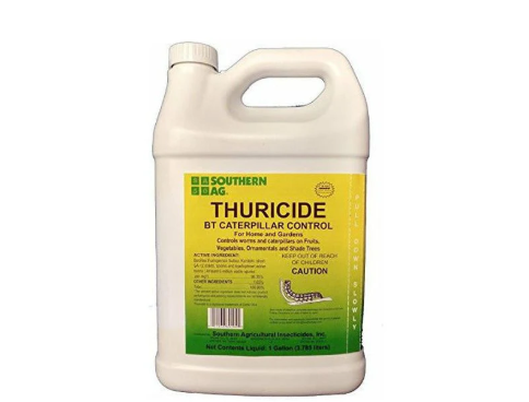Application of Bt spray to tree foliage infested with small tent caterpillars, showing organic pest control method. The targeted spraying demonstrates OMRI-approved biological treatment for effective caterpillar control during early infestation stages.