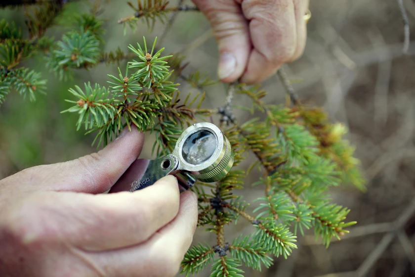 Professional arborist examining spruce tree needles with magnifying lens to identify signs of fungal disease and pathogen presence. The detailed field inspection demonstrates proper diagnostic techniques used by tree care specialists to accurately assess evergreen health conditions.