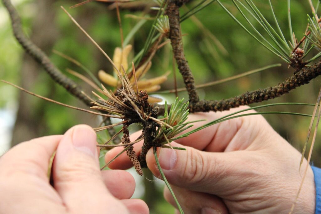 Pine tree branch severely affected by needle cast disease, displaying characteristic brown discoloration and visible fungal reproductive structures. The infected branch shows how this common conifer disease manifests through needle browning and development of pathogen fruiting bodies along stems.
