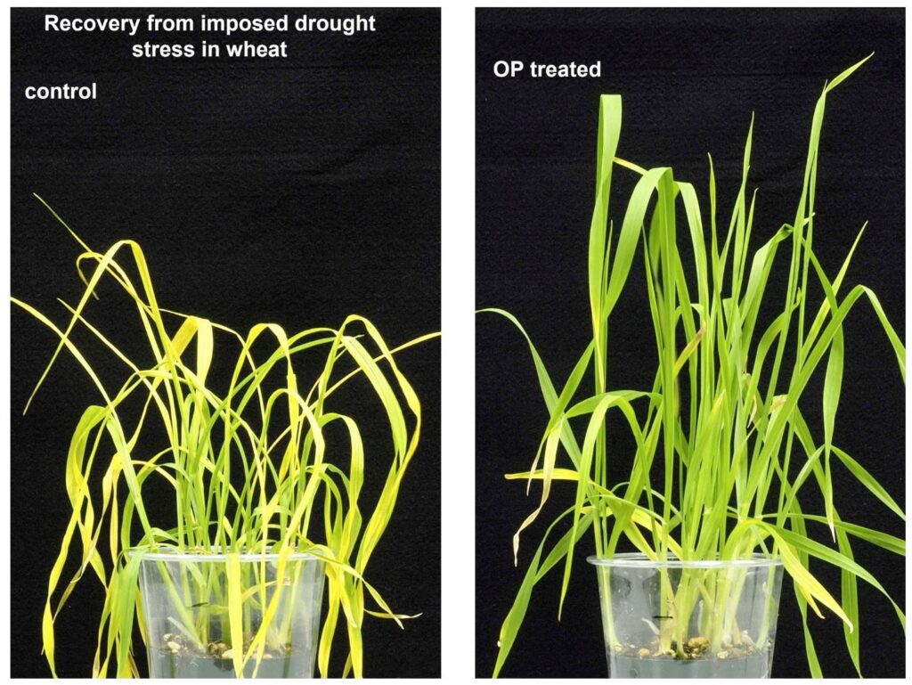 Side-by-side comparison of wheat plants under drought stress, displaying severe yellowing and stunted growth in untreated control plants. The contrast shows remarkable recovery and healthy green growth in OP-treated plants, demonstrating the effectiveness of treatment interventions for drought stress mitigation in agricultural crops.