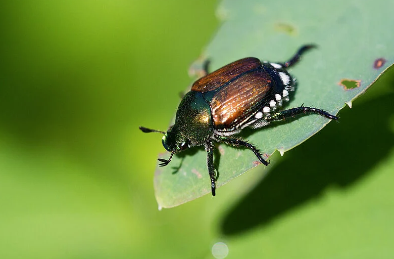 Japanese beetle (Popillia japonica) feeding on green leaf, displaying characteristic metallic green head and coppery wing covers. Close-up shows distinctive white tufts along abdomen, key identifying features of this invasive garden pest.