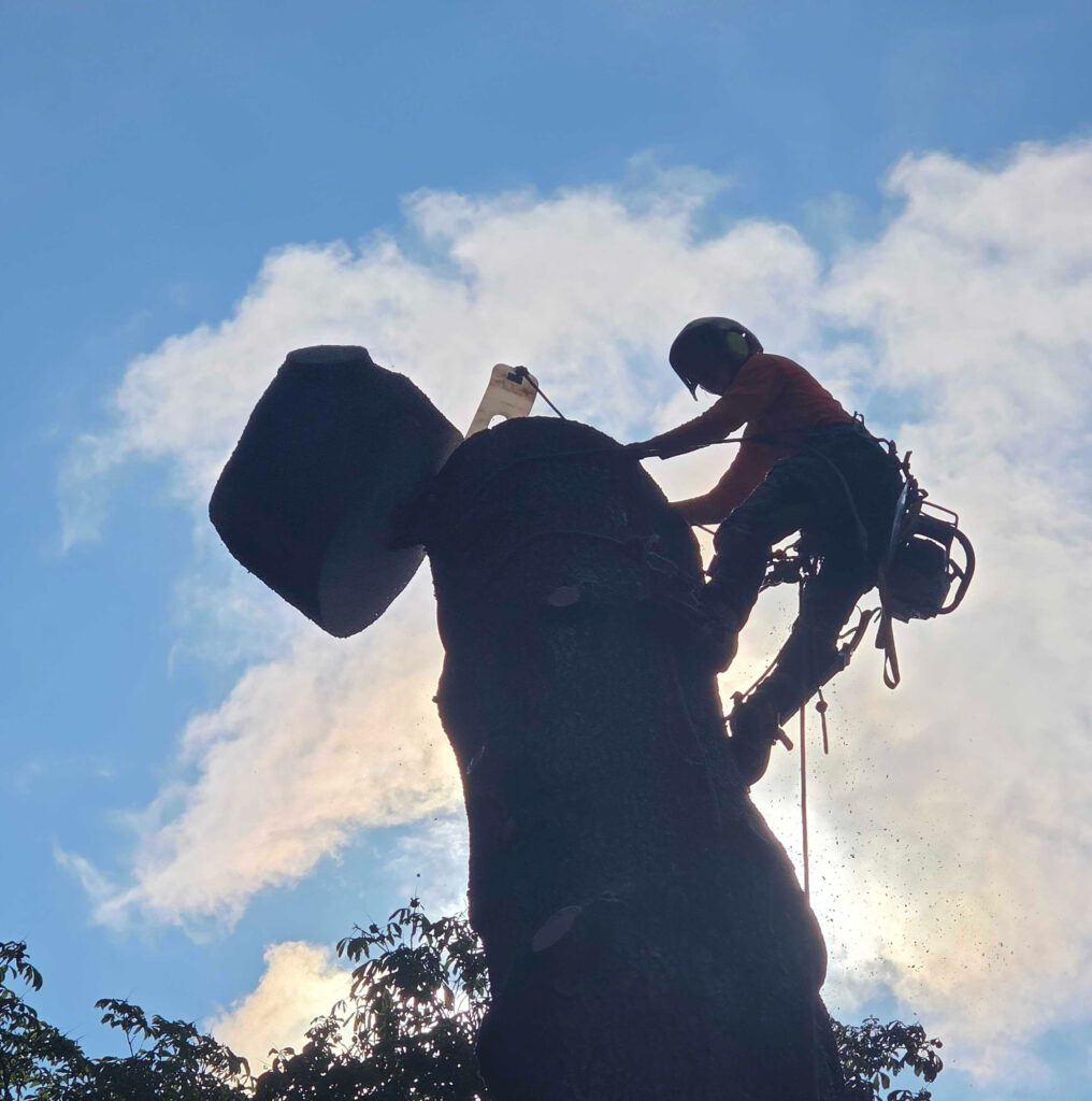 Dylan removing a White Pine