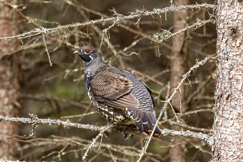 Male Spruce Grouse perched in spruce tree branches, camouflaged among evergreen foliage while feeding on conifer needles. Wildlife bird species demonstrating natural habitat relationship with spruce trees and adaptation to coniferous forest environment.