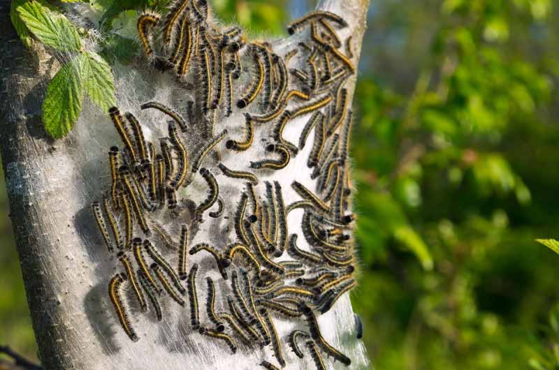 Cluster of tent caterpillars gathered inside their characteristic silk web structure attached to tree trunk. The group feeding behavior demonstrates how tent caterpillars create communal nests for protection while defoliating host trees.