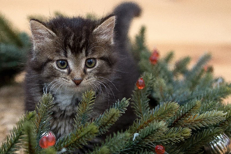 Kitten exploring spruce tree branches, demonstrating pet safety concerns with evergreen needles and holiday trees. Small cat among spruce foliage highlighting potential hazards and importance of pet-safe tree selection for indoor decoration.