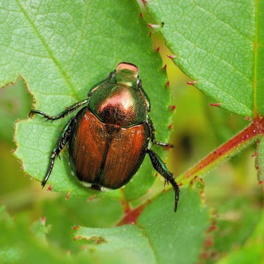 Japanese beetle on rose leaf showing typical garden pest behavior, safe for people and pets but destructive to plants. Single beetle demonstrating feeding position on foliage, highlighting plant damage potential without direct health risks to humans or animals.