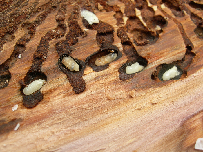 Bark beetle pupae in tree bark galleries after attacking tree with symbiotic fungi, showing insect-fungal partnership damage to wood tissue.