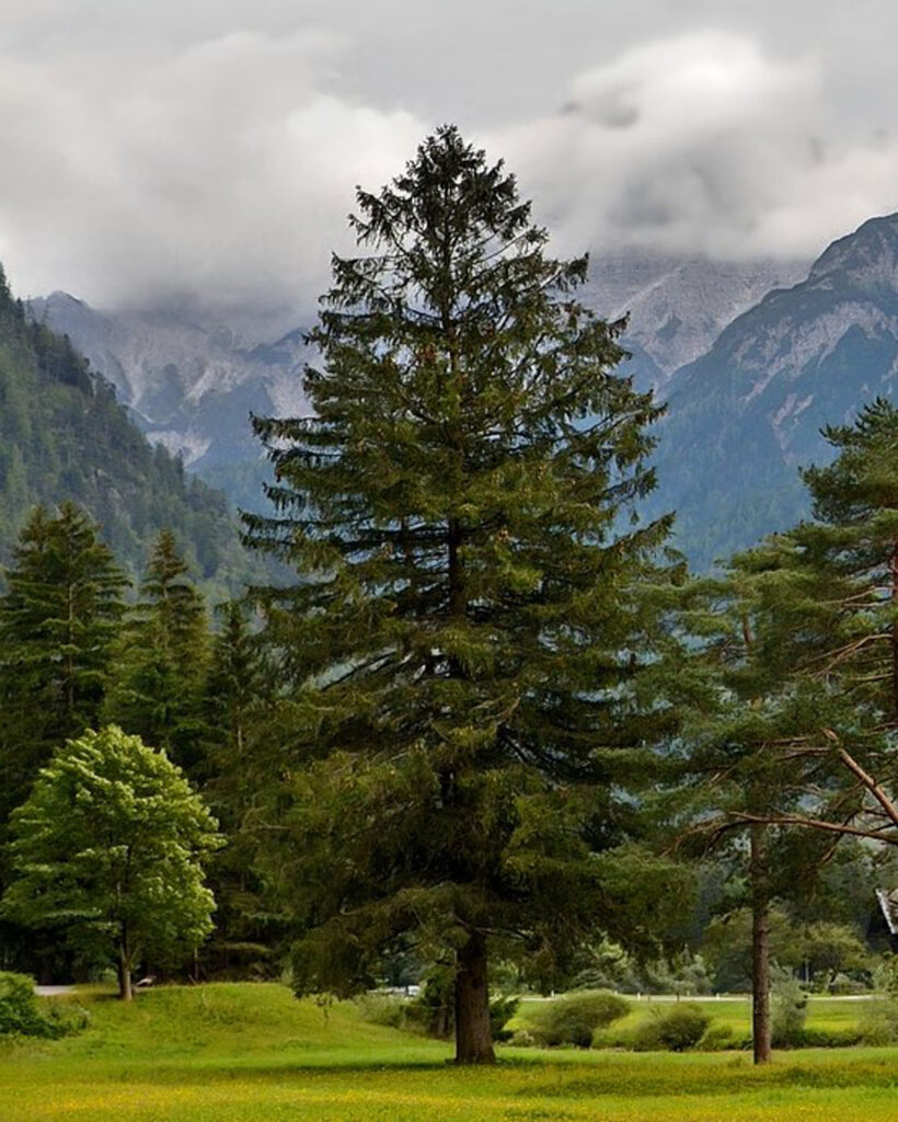 Mature spruce tree standing tall in mountain valley landscape, displaying characteristic conical shape and evergreen foliage. Large spruce specimen showcasing natural growth in mountainous terrain habitat.