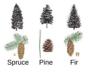 Comparison chart showing spruce, pine, and fir trees with distinct differences in needle arrangement, cone structure, and overall tree shape. Educational diagram illustrating key identifying characteristics of three major conifer species for tree identification.