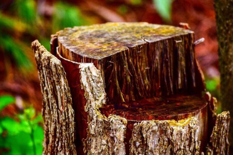 Stump Grinding vs Removal: Compare Differences, Pros & Cons