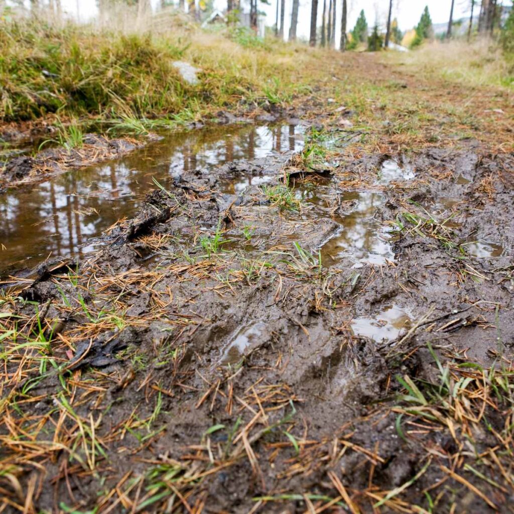 Waterlogged soil conditions around evergreen trees showing standing water and poor drainage that promotes root rot development. The saturated ground demonstrates how excess moisture creates perfect breeding conditions for harmful soil-borne pathogens threatening tree health.