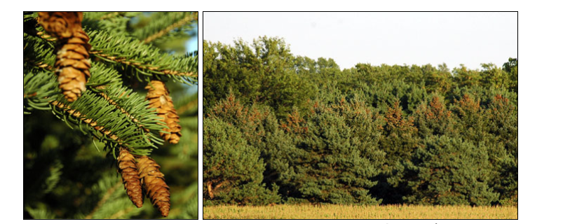 Spruce tree branches displaying mature hanging cones with distinctive elongated shape and seed-bearing structures. Close-up view of spruce cones demonstrating characteristic downward-hanging position and cone morphology for species identification.