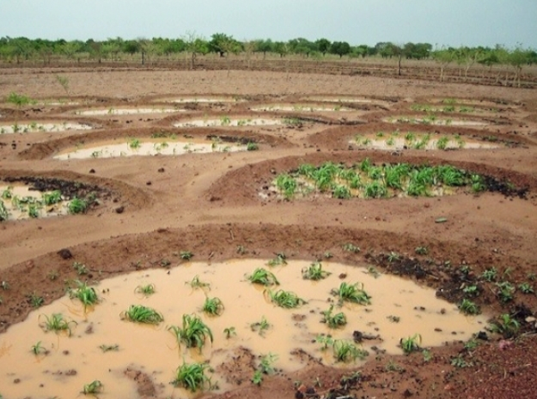 Semi-circular planting basins constructed for water harvesting and drought management, showing traditional agricultural technique for moisture conservation. The curved earth formations demonstrate how farmers create micro-catchments to collect and retain rainwater, improving soil moisture levels for enhanced crop survival during dry periods.