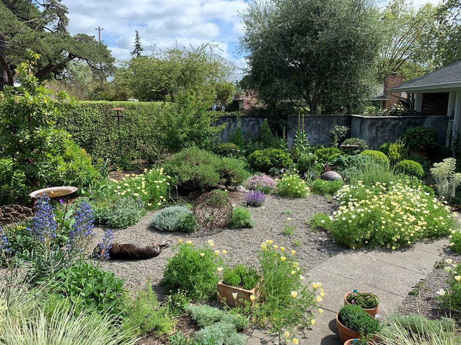 Drought-tolerant landscape design featuring native plants, gravel mulch, and water-efficient gardening elements that reduce irrigation needs. The sustainable landscaping approach demonstrates how strategic plant selection and mulching materials create visually appealing gardens while minimizing water consumption during dry conditions.
