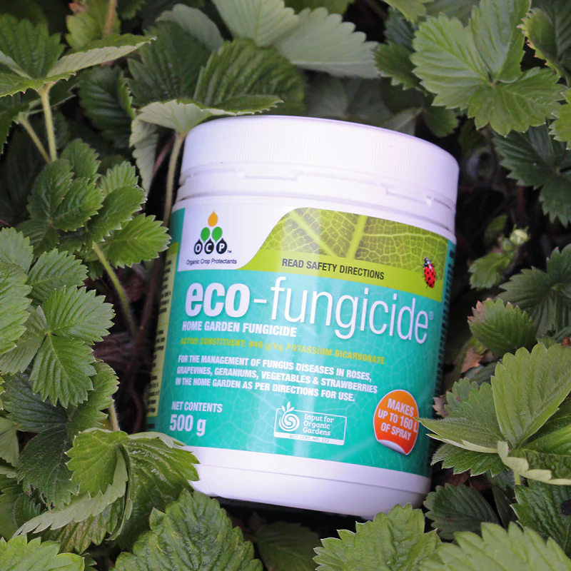 Eco-friendly organic fungicide bottle designed for natural treatment of fungal diseases affecting evergreen trees and conifers. The biological pest control product represents environmentally safe alternatives to chemical treatments for managing tree health issues sustainably.