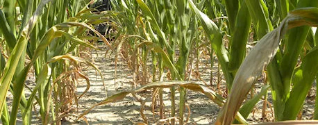 Corn plants displaying characteristic leaf yellowing and browning at the base, indicating severe drought stress affecting agricultural crops. The visible discoloration pattern shows how water scarcity impacts crop health, leading to reduced photosynthesis and potential yield loss in farming operations.