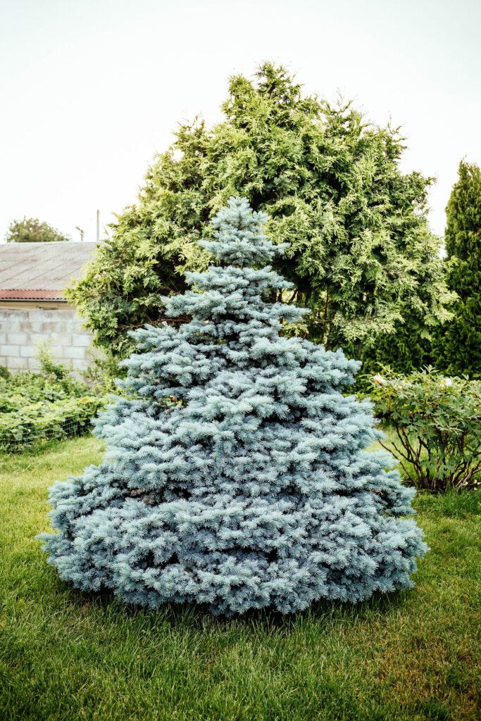 Blue Spruce tree displaying characteristic silvery-blue needles and conical shape, popular fast-growing evergreen for landscaping. Ornamental Blue Spruce specimen showcasing year-round color and dense branching ideal for privacy screening and shade.