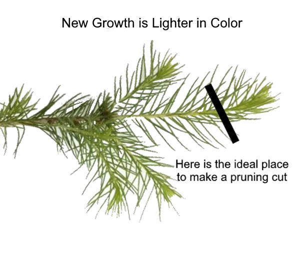 Pruning diagram showing proper spruce branch cutting location just beyond lighter-colored new growth section. Educational illustration demonstrating correct spruce tree trimming technique and placement for healthy branch removal and tree maintenance.