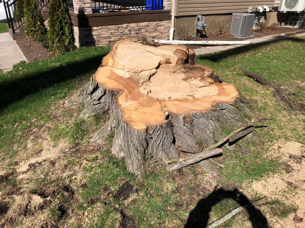 Complete stump removal showing fully exposed extensive root system extracted from ground, leaving clear soil area ready for replanting or construction projects.