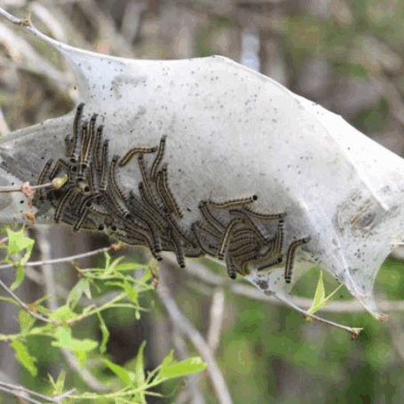 How to Get Rid of Tent Caterpillars: 7 Proven Methods (90%+ Success Rates)