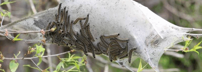 How to Get Rid of Tent Caterpillars: 7 Proven Methods (90%+ Success Rates)