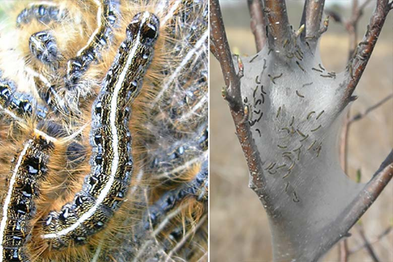 Close-up comparison showing Eastern tent caterpillars and their distinctive silk web colony structure on tree branch. The detailed view demonstrates caterpillar identification features alongside their characteristic communal nesting behavior in deciduous trees.
