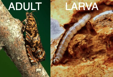 Bronze birch borer life stages showing adult metallic green beetle with elongated body on left, and white C-shaped larva creating destructive tunnels under tree bark on right.
