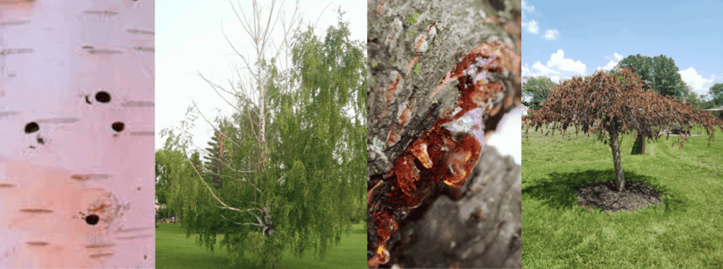 Four-stage progression of bronze birch borer damage showing D-shaped exit holes in bark, canopy dieback with yellowing leaves, bark bleeding with sap exudation, and complete tree death with bare branches.