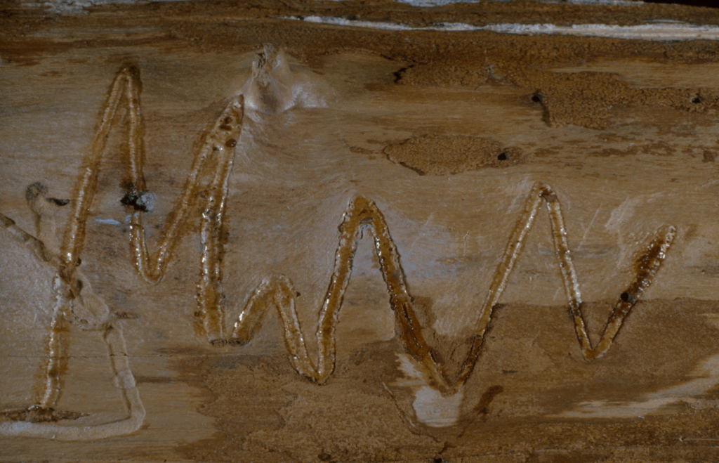 Cross-section view of birch bark showing distinctive serpentine tunnels and galleries carved by bronze birch borer larvae, demonstrating internal damage that disrupts tree's vascular system and nutrient transport.