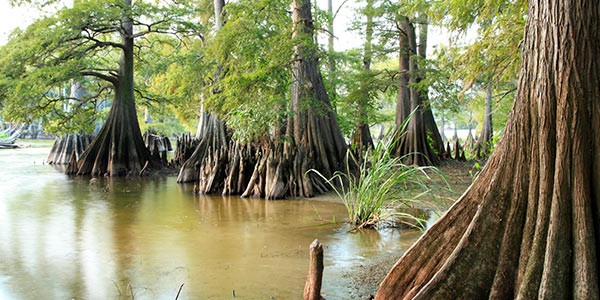 Bald cypress tree growing in wetland environment displaying characteristic flared trunk base and distinctive knee-like root projections above water surface, demonstrating unique adaptations of this deciduous conifer species to swamp conditions.
