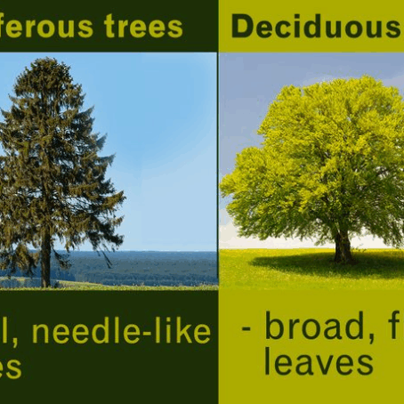 Coniferous vs Deciduous Trees: What’s the Difference?