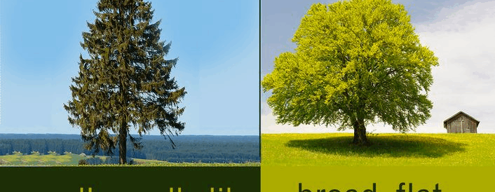 Coniferous vs Deciduous Trees: What&#8217;s the Difference?