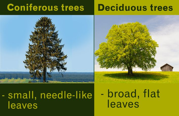 Side-by-side comparison showing coniferous trees with thin needle-like leaves and scale-covered branches versus deciduous trees with broad, flat leaves and smooth branching patterns, demonstrating key morphological differences between tree types.