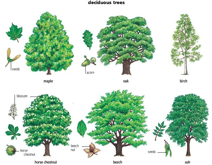 Collection of common deciduous tree species including maple, oak, birch, horse chestnut, beech, and ash trees displaying their characteristic broad leaves, seasonal blossoms, and seed structures, demonstrating the diversity of deciduous tree identification features.