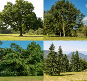 Coniferous vs Deciduous Trees: Key Differences Explained