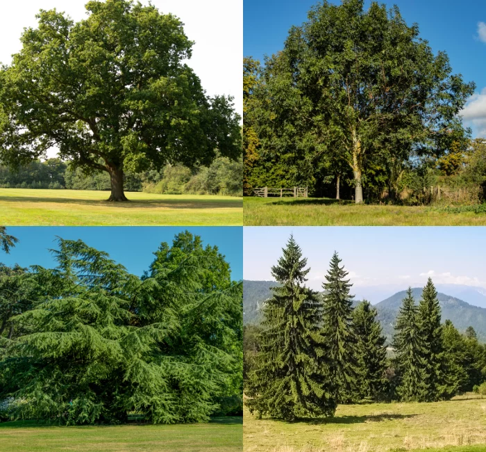 Comparison of tree types showing oak and birch as deciduous trees with broad leaves, and cedar and spruce as coniferous trees with needle-like foliage, illustrating key differences between deciduous and coniferous species