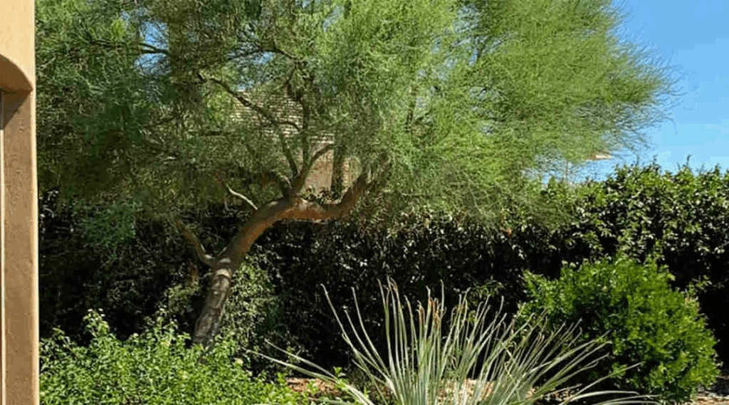 Landscape design comparison showing deciduous trees providing seasonal shade with summer foliage and winter bare branches, versus coniferous evergreen trees maintaining year-round green coverage, illustrating tree selection considerations for different landscaping goals."