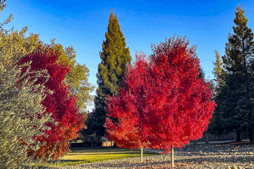 Fast-growing deciduous trees displaying vibrant red autumn foliage in foreground with evergreen coniferous trees maintaining green needle coverage in background, showing seasonal color contrast between tree types.