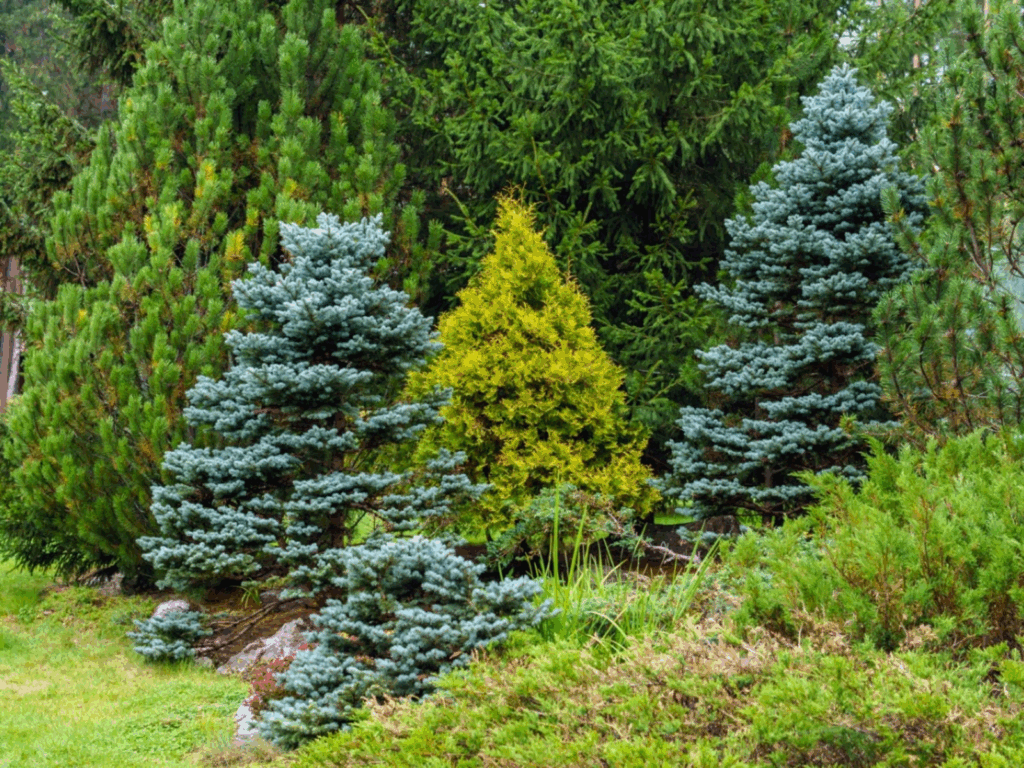 Evergreen landscape showcasing diverse coniferous tree species including tall spruces, pines, and smaller junipers maintaining year-round green foliage in natural forest setting.