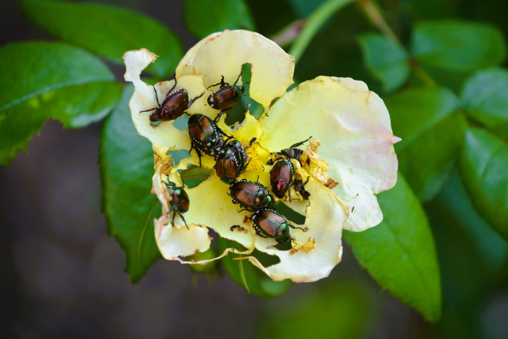Japanese beetles feeding on rose flower petals causing characteristic skeletonized damage to tender plant tissue. Close-up shows beetle preference for light-colored blooms and resulting leaf damage pattern typical of Japanese beetle feeding.
